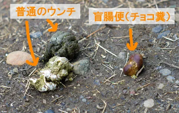 ニワトリのフン掃除方法だけじゃない:再発を防ぐ予防策