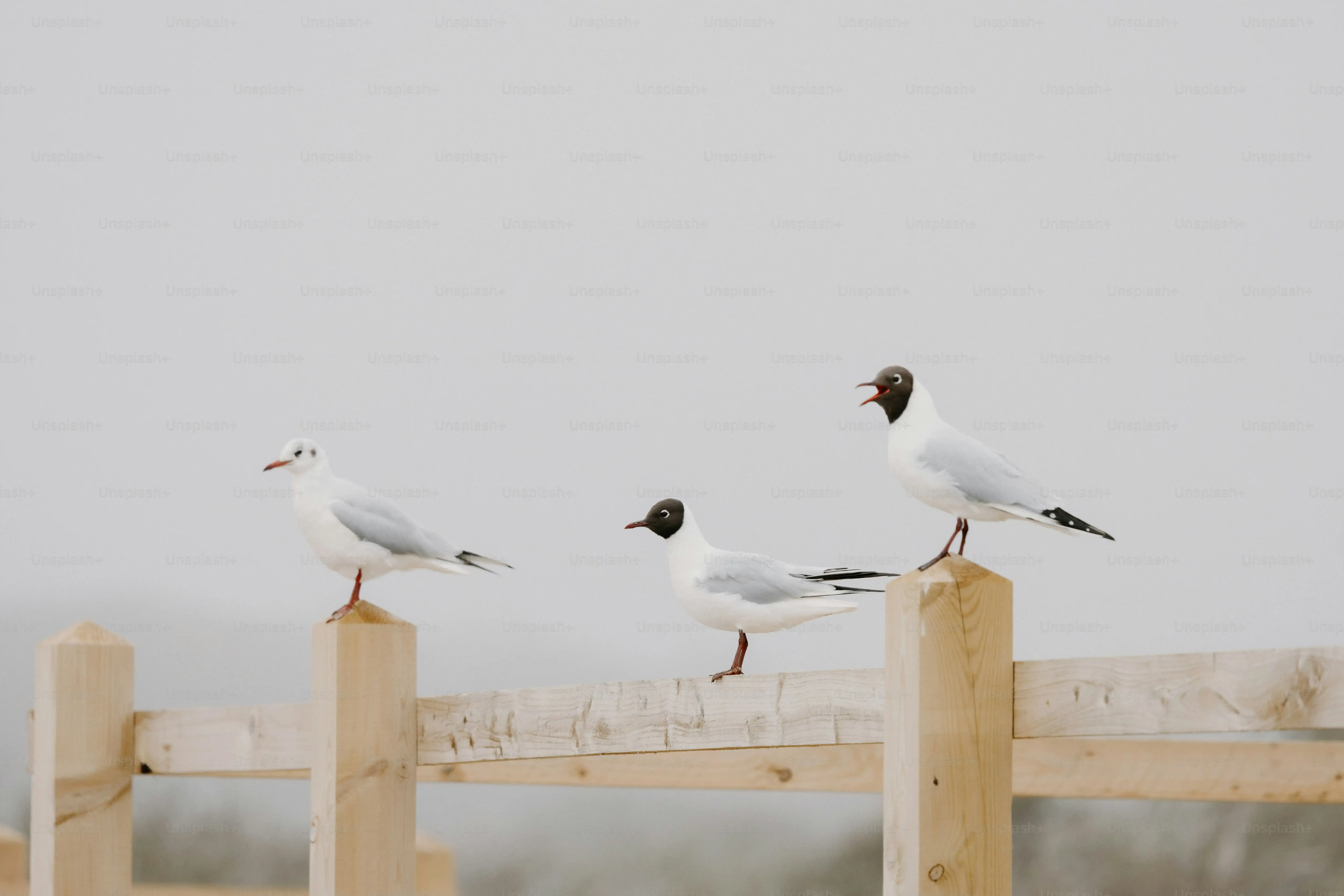 フンの形で種類特定!鳥の種類別のフン対策の基本