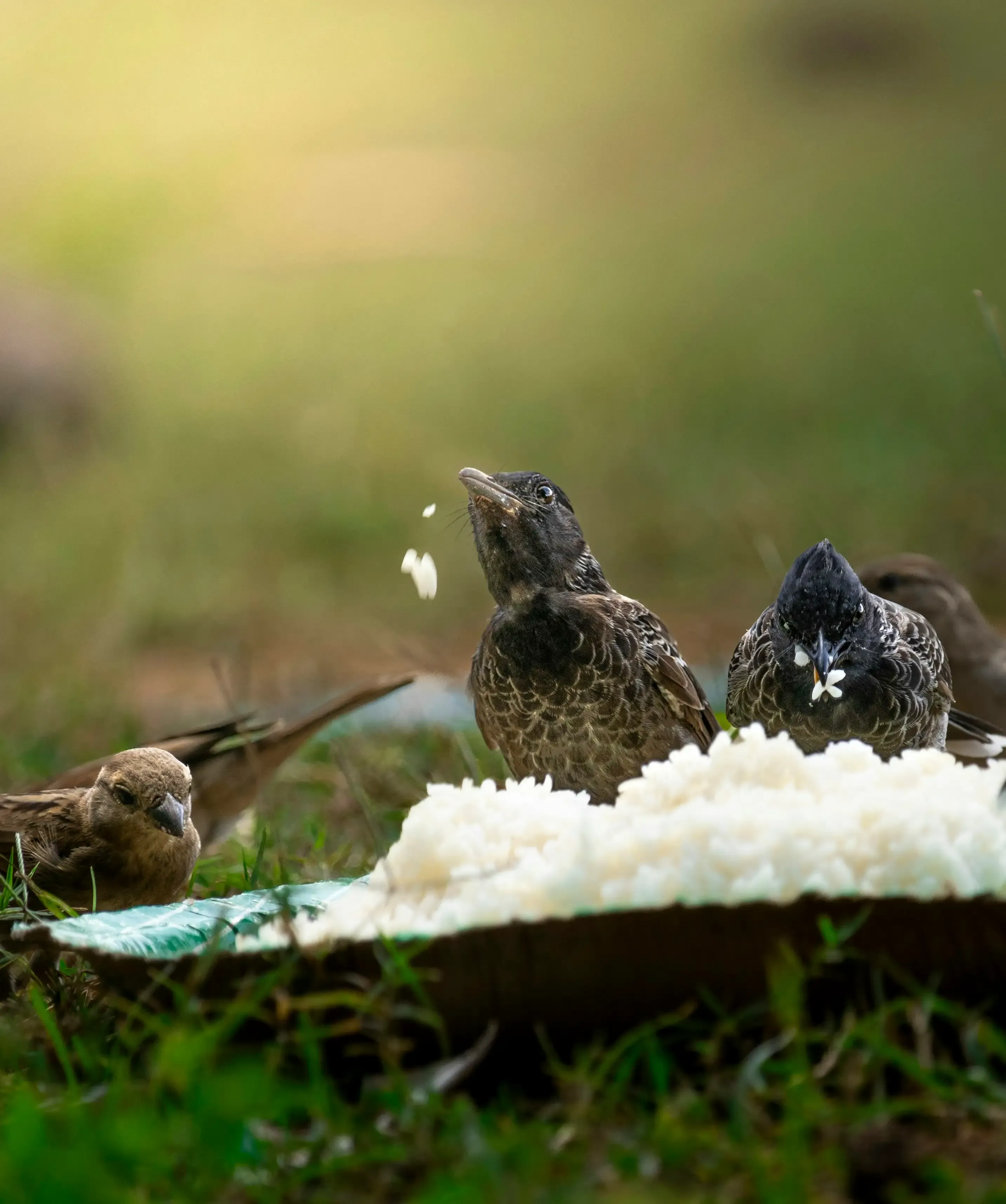 プロに頼む鳥のフン掃除：業者選びの落とし穴