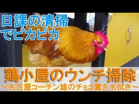 具体的なニワトリのフン掃除方法:場所別・状況別の対応策