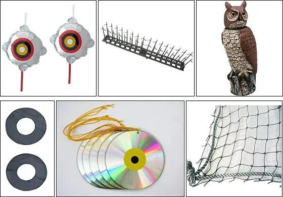 危険回避!鳥のフン掃除の正しい手順と絶対に守るべき注意点