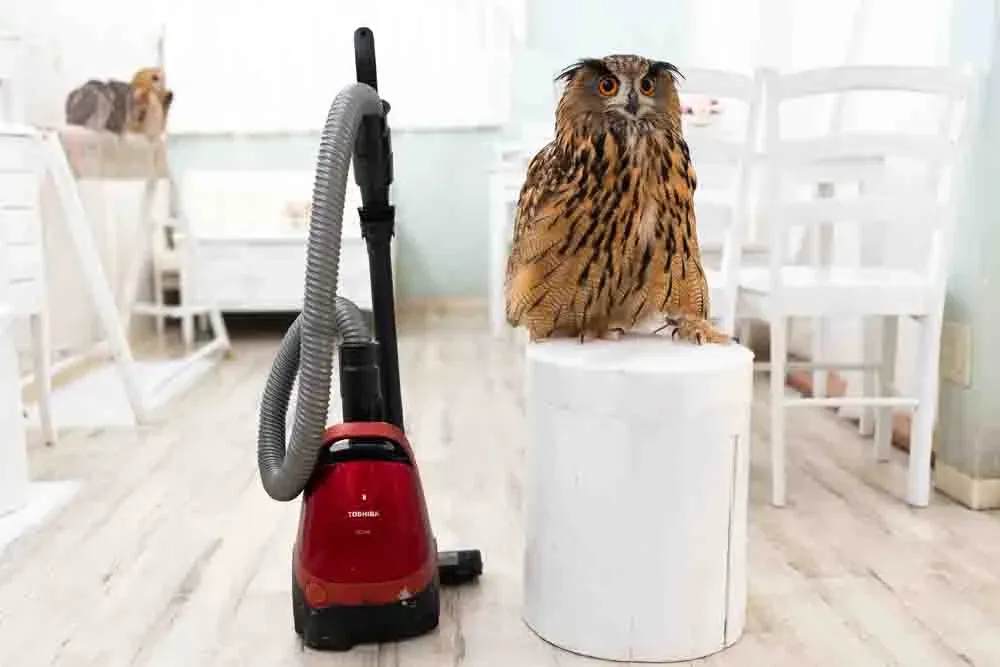 場所別!フクロウのフン掃除方法の具体策