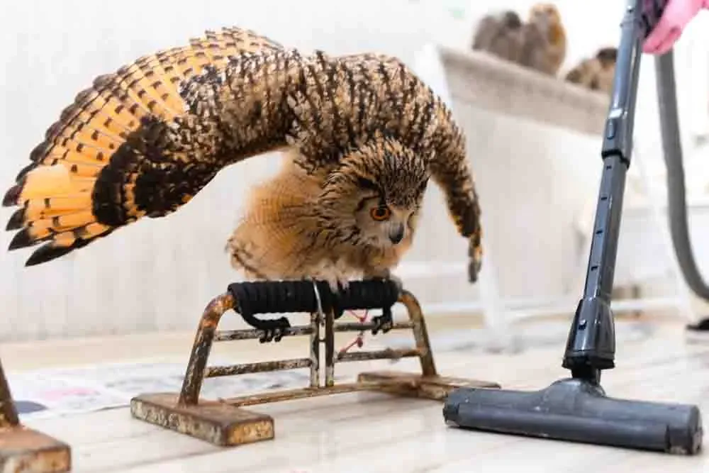 掃除を劇的に楽にするフクロウのフン対策