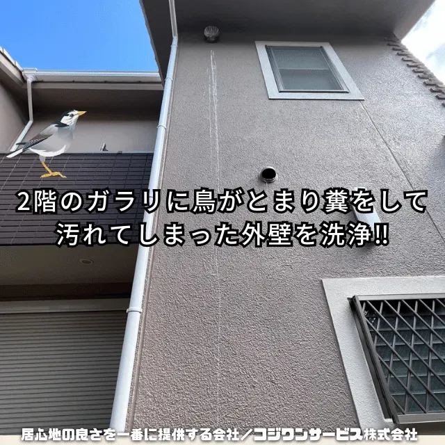 自分でできる鳥のフン掃除の事例と効果的な手順