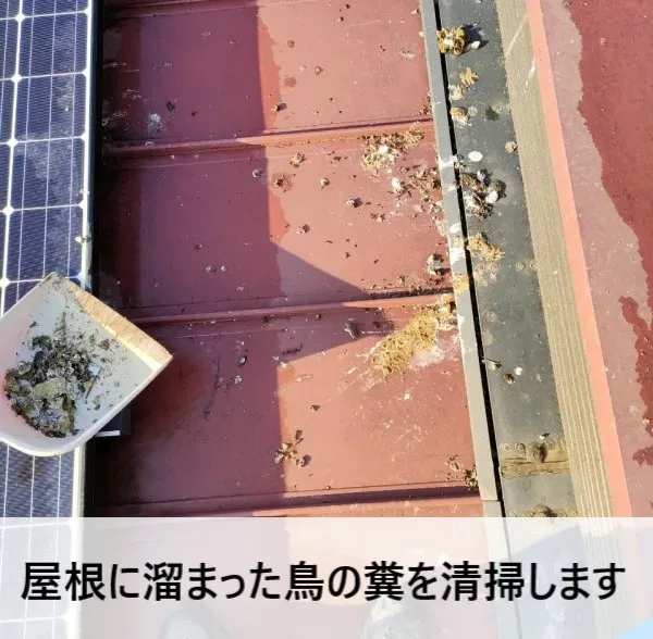 自分で無理ならプロ?鳥のフン被害を繰り返さないために