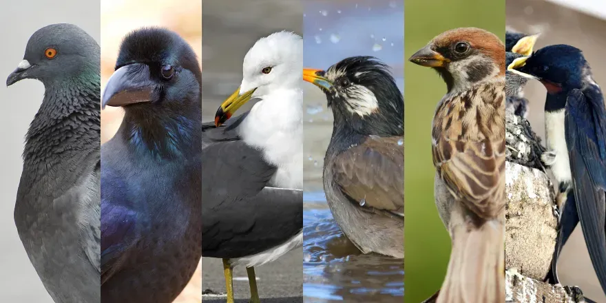 鳥のフン、なぜ放置はダメ?健康リスクと建物劣化の話