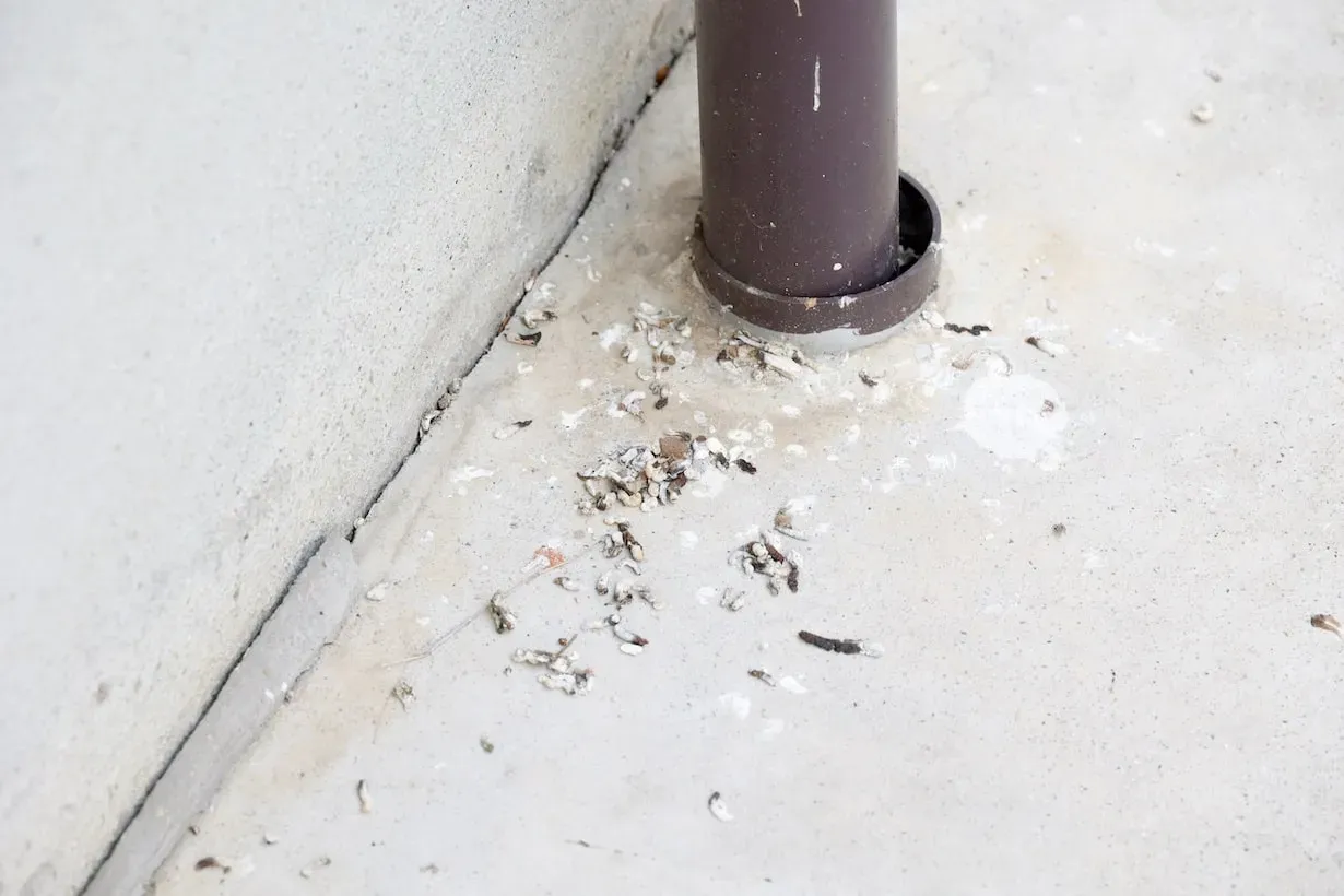 鳥のフン掃除、なぜ放置は危険?(健康と建物への影響)