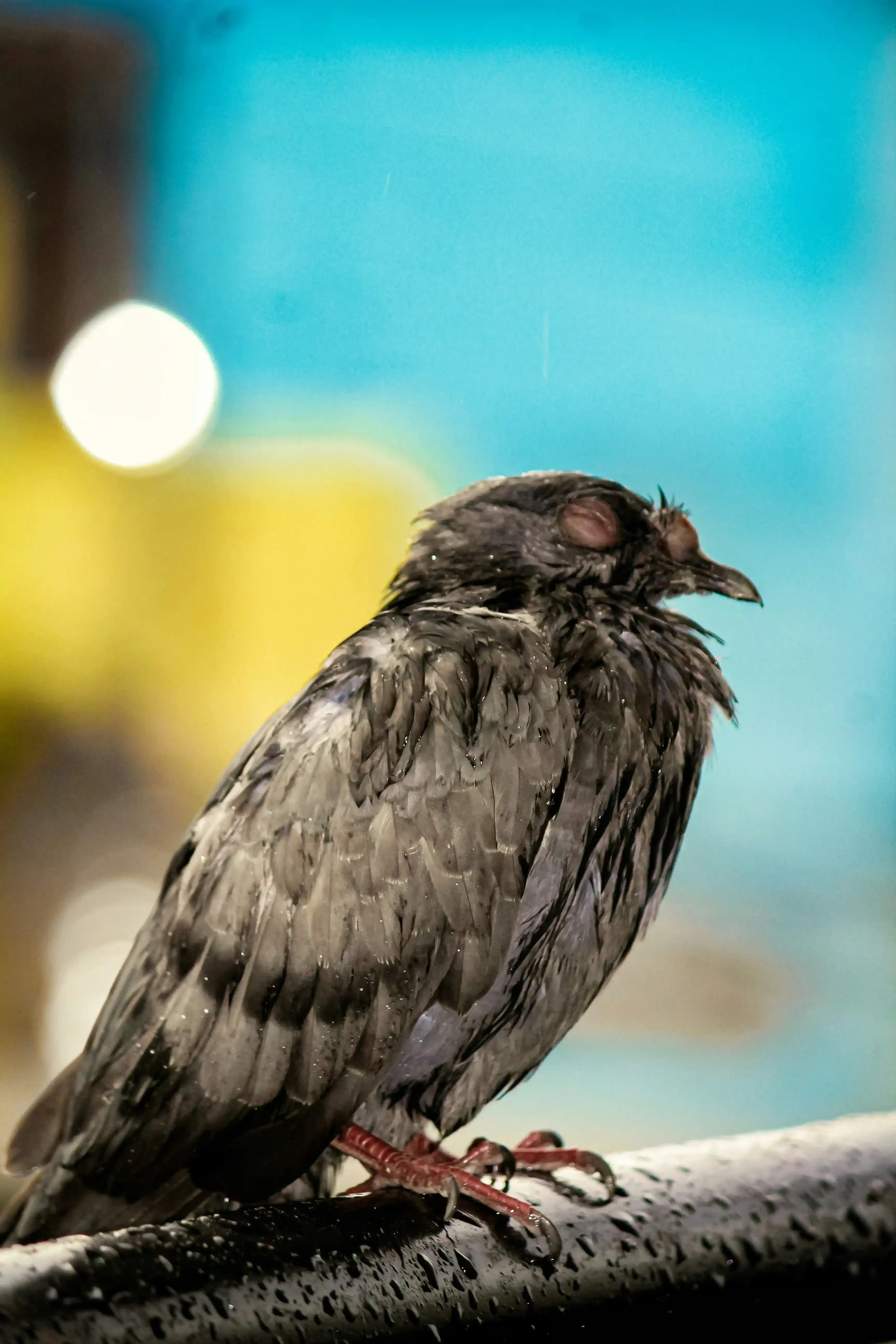 鳥のフン掃除、自分でやる?プロに頼む?