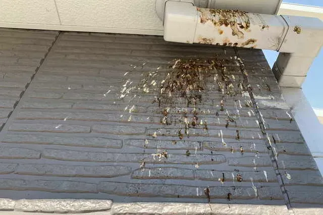 鳥のフン掃除の定期契約とは?プロに任せる安心感