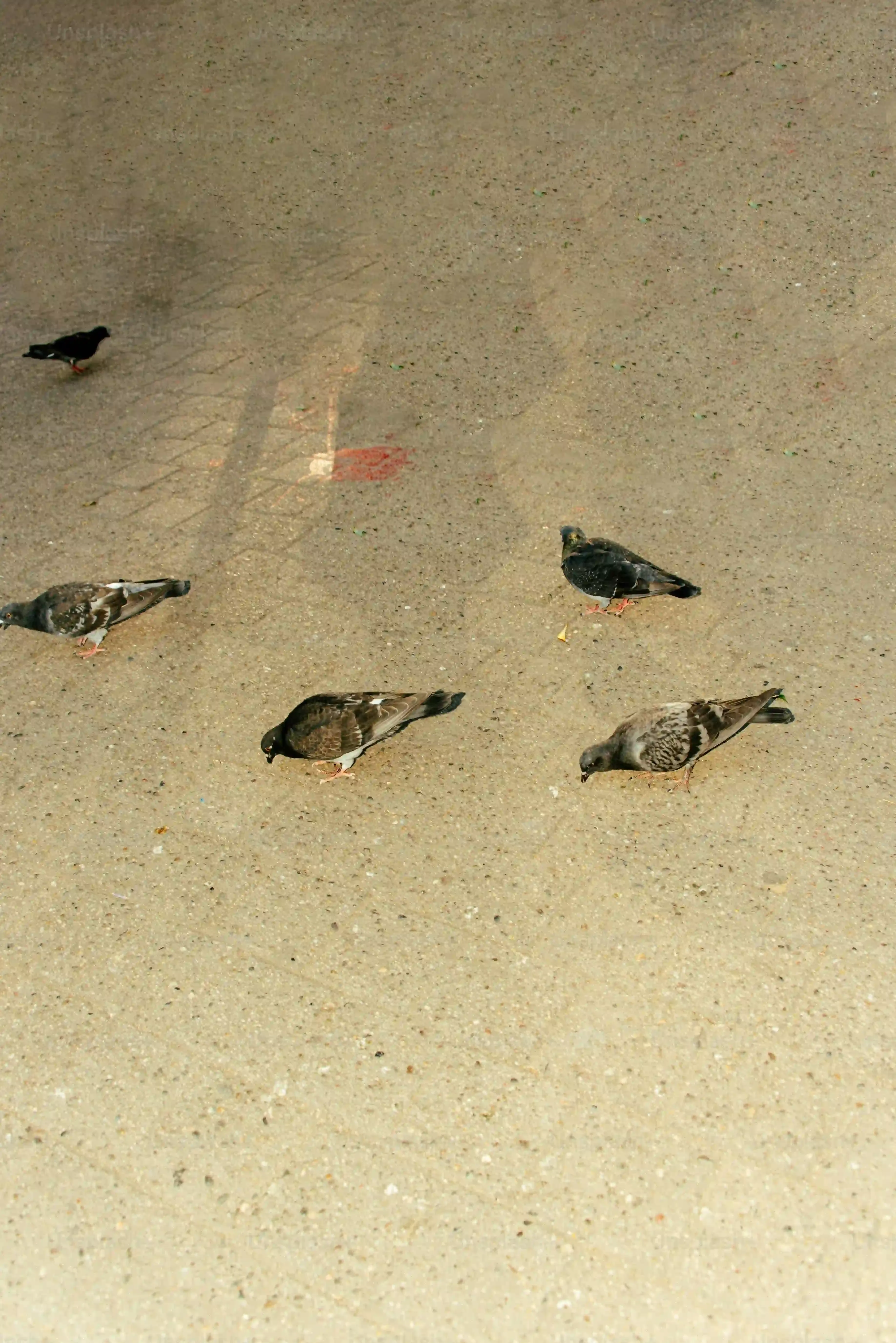 鳥のフン掃除の後の徹底予防策と成功事例