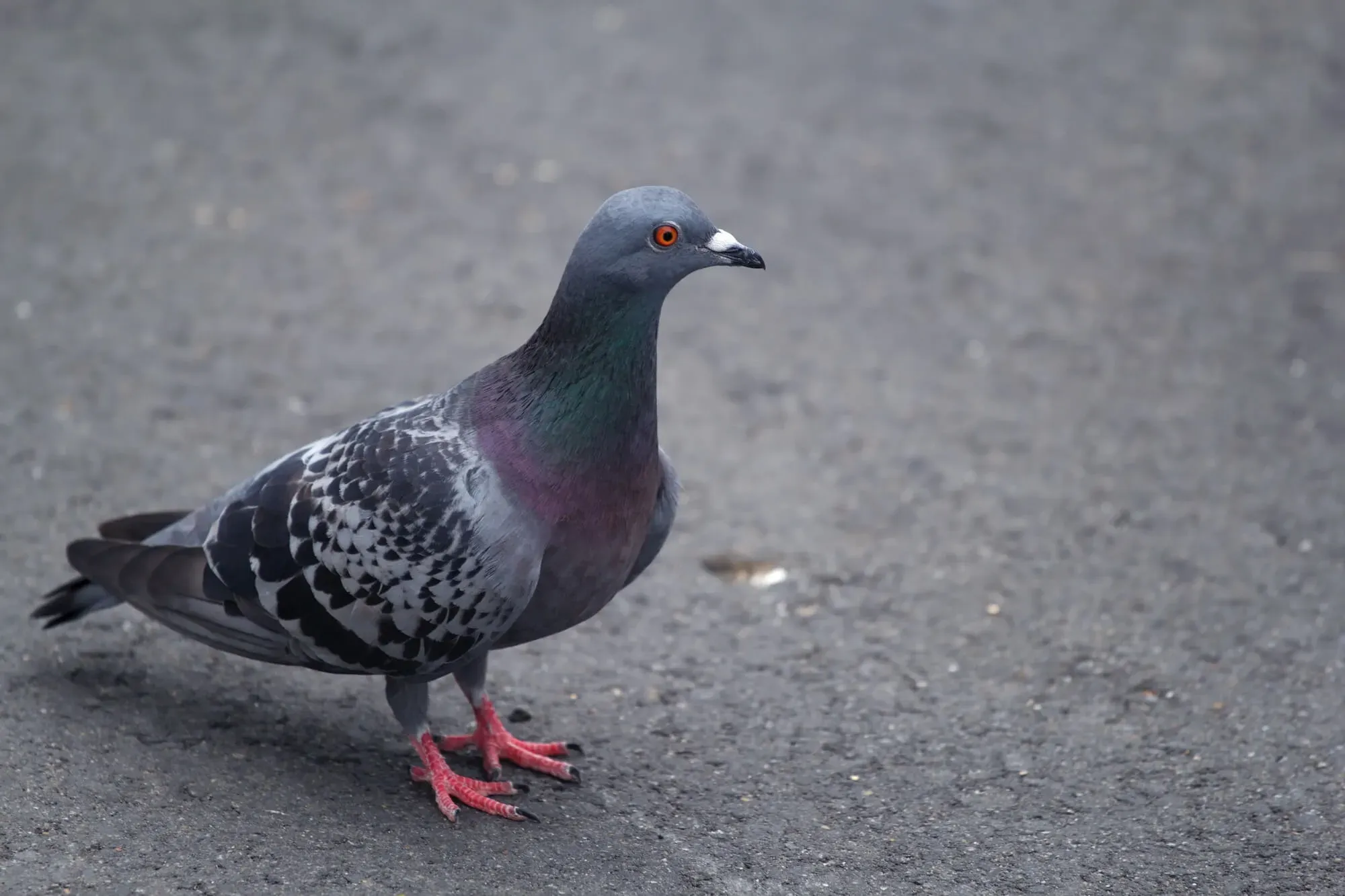 鳥のフン掃除の必要性と潜む健康リスク