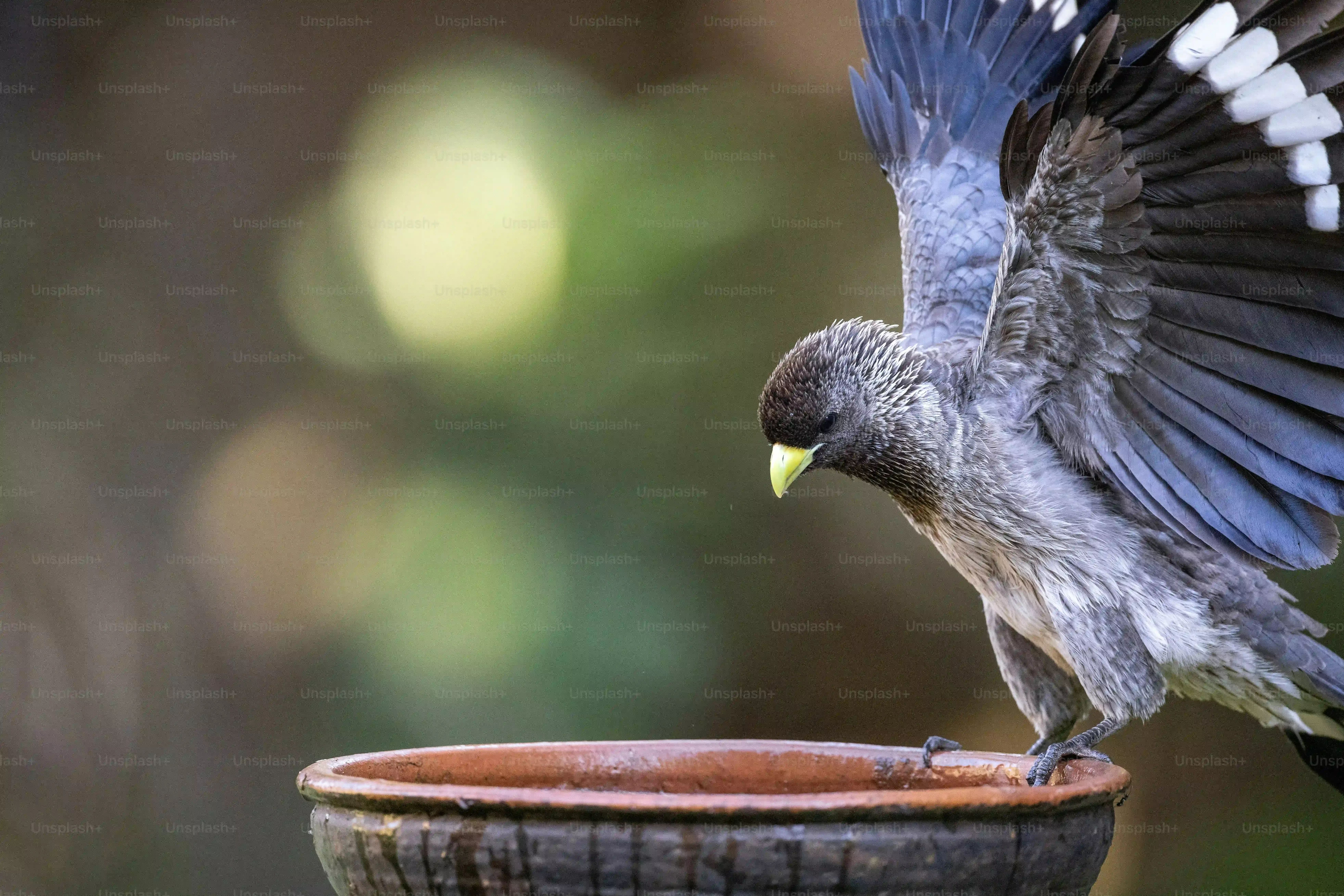 鳥のフン掃除の補助金は都市伝説?実際のところ