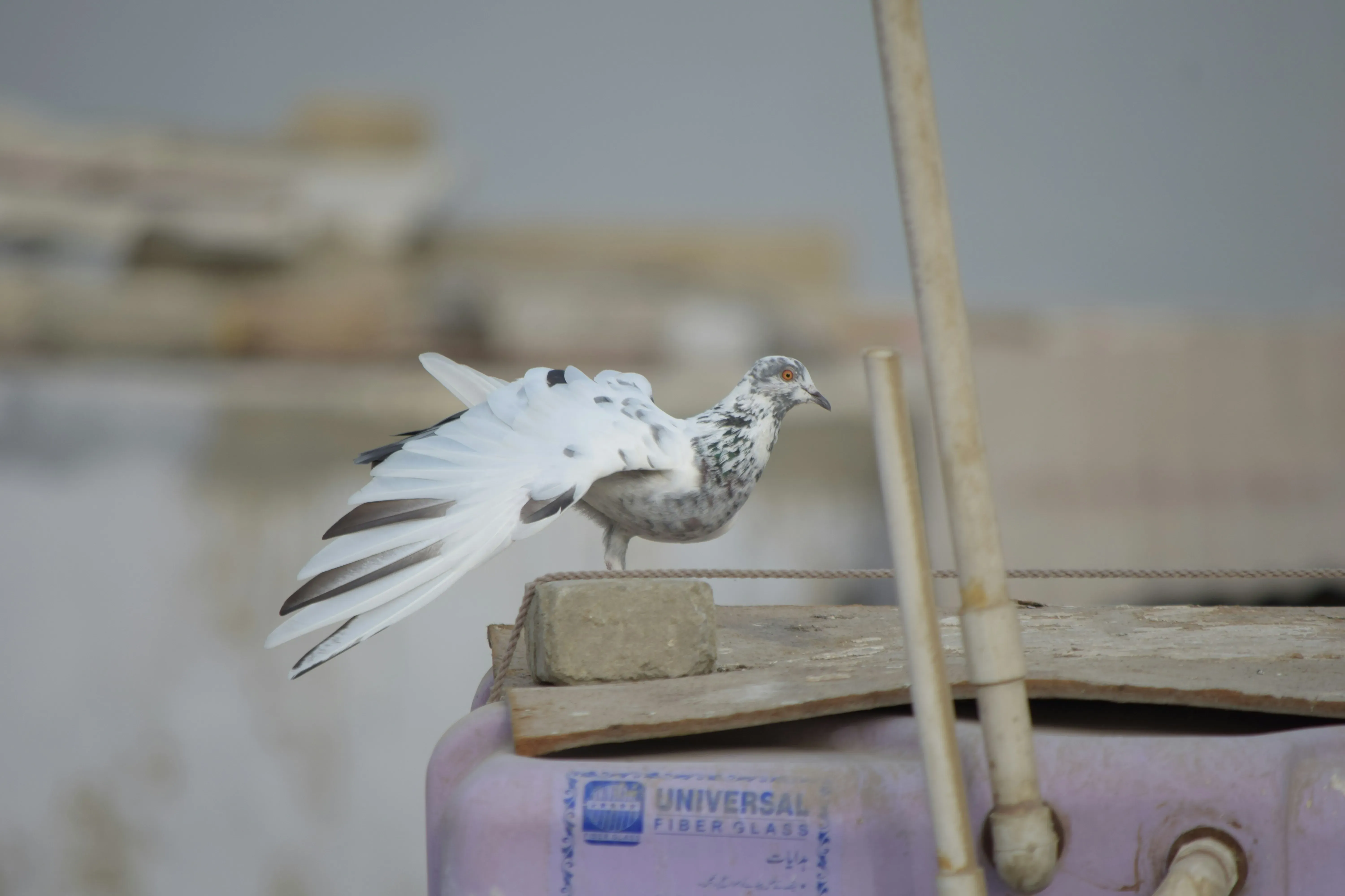 鳥のフン掃除のDIYの道具を活かした予防策と今後の注意点