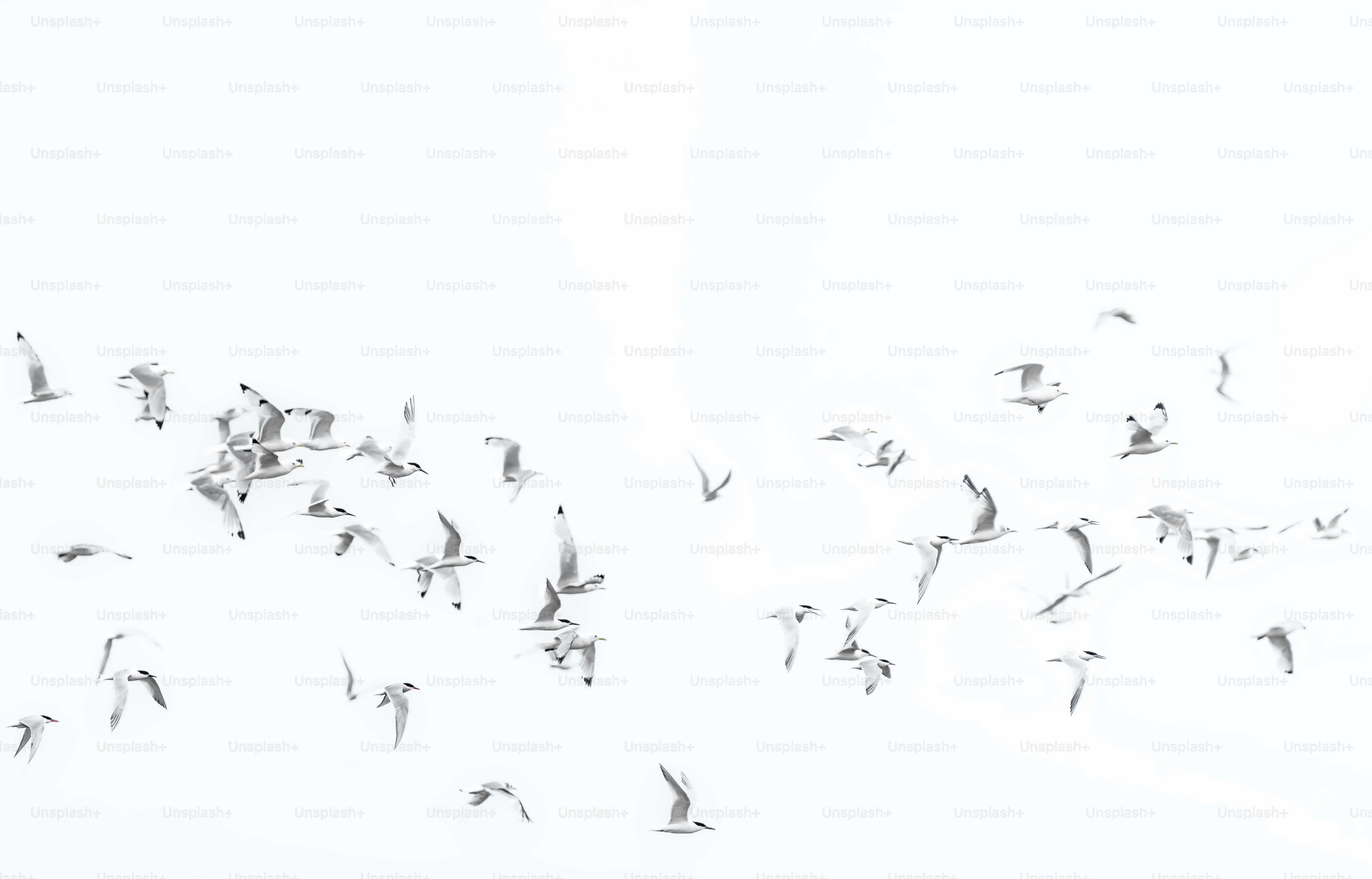 鳥のフン掃除のDIYの長期的な視点、効果を持続させるコツ