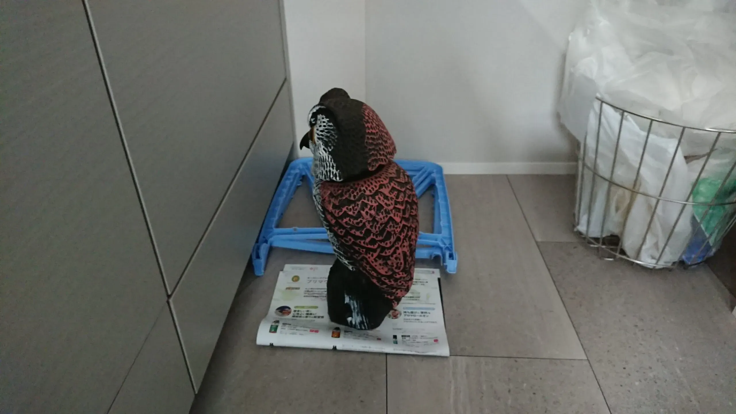 鳥のフン掃除はなぜ危険?見過ごせない健康リスク
