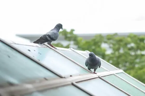 鳥のフン被害、放置するとどうなる?掃除の現実