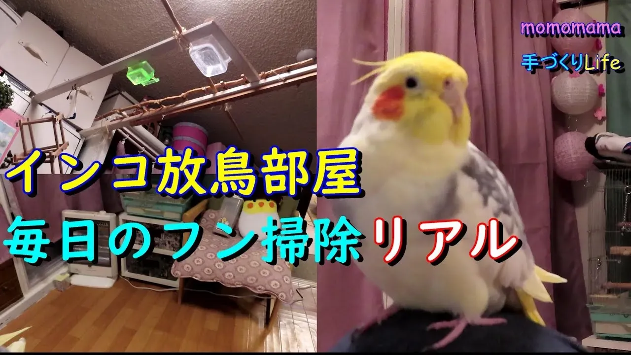 インコのフン掃除方法：徹底＆簡単！ケージを清潔に保つ究極ガイド