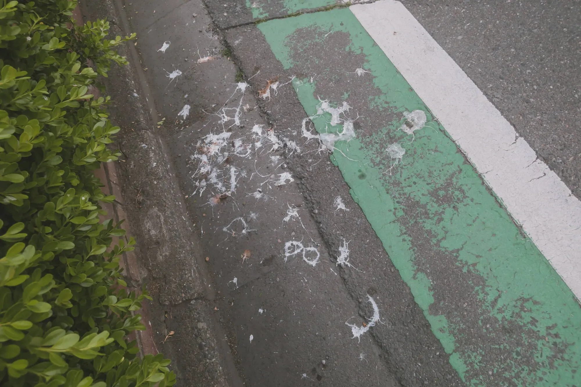 トンビのフン掃除方法：感染症や劣化を防ぐ！プロ直伝の絶対失敗しないコツ