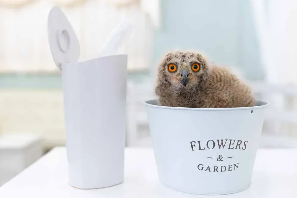 フクロウのフン掃除方法：初心者でも安心！簡単ステップで清潔を保つ究極ガイド