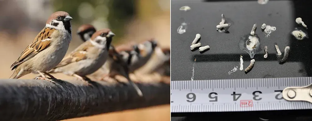鳥のフンによる子供への影響は【危険】怖い病気から大事な我が子を絶対守るための徹底解説ガイド