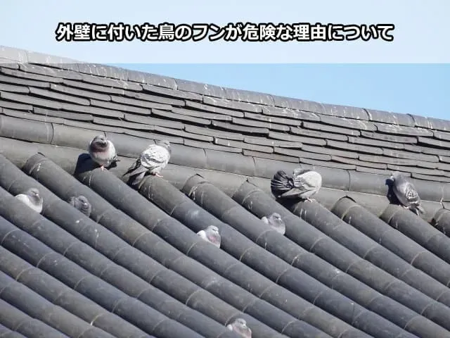 鳥のフン掃除のDIYの成功例：安全に素早く終わらせる！最強テクニック集