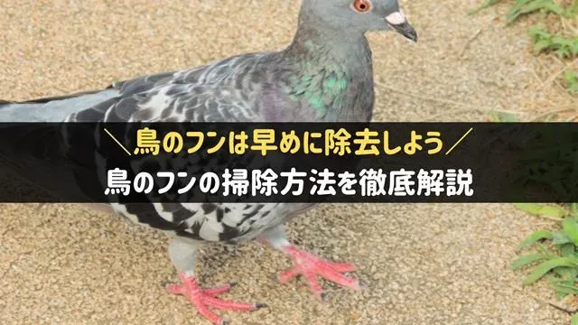 鳥のフン掃除の安全対策は必須！プロが教える危険なフンの正しい処理法