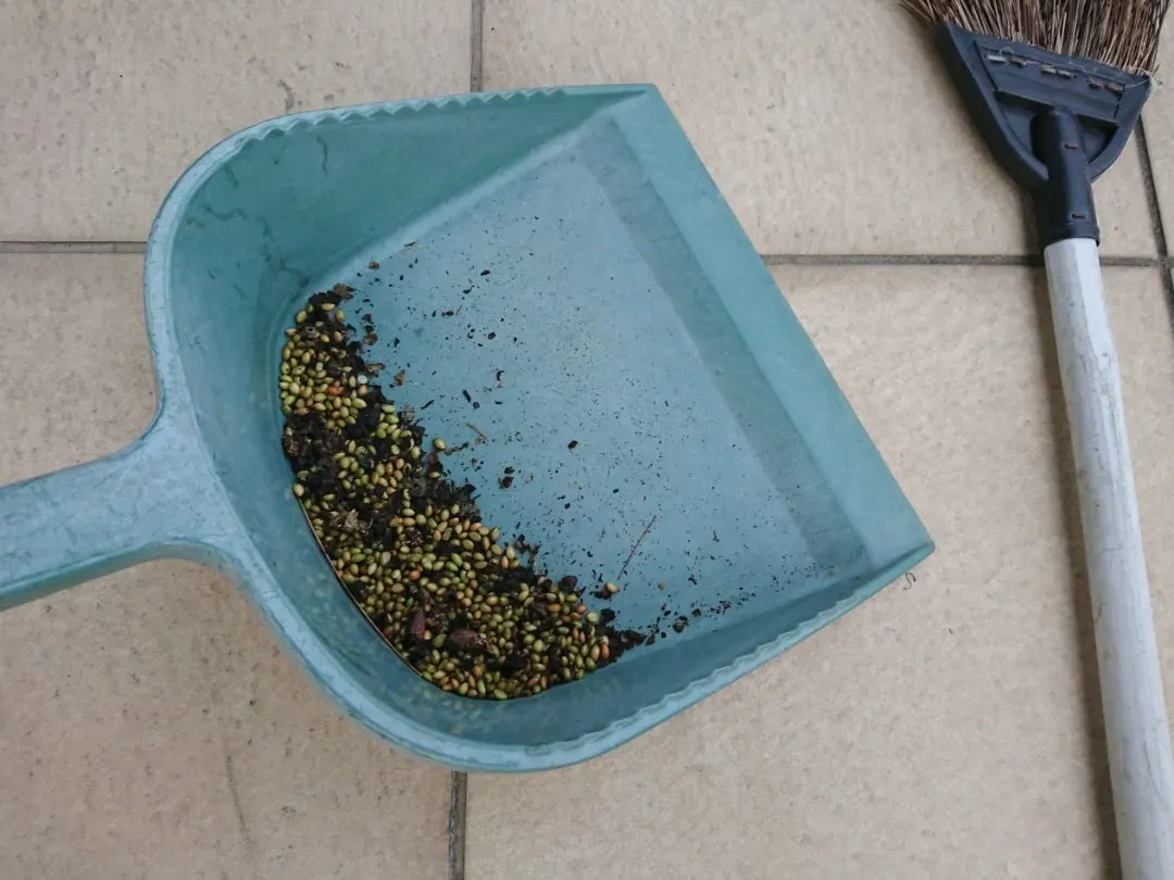 鳥のフン掃除の最新道具で劇的変化！プロも驚く簡単・確実な対策法